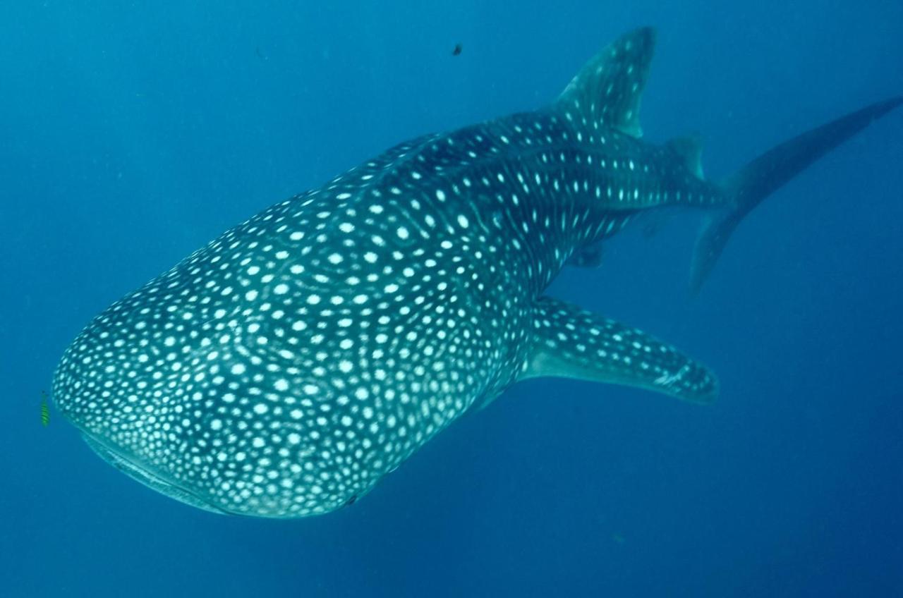 Afro Whale Shark Safari Bed & Breakfast Kilindoni Ngoại thất bức ảnh